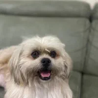 سگ گمشده که صاحبش نابیناست - لطفا کمک کنین