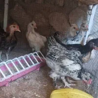 کبوتر و مرغ