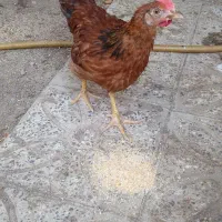جوجه مرغ