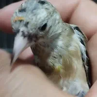 سهره دهندار