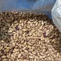 لوبیا چیتی خارجی(ازبکی)|خوردنی و آشامیدنی|شیراز, طلاب|دیوار
