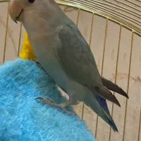 پرنده کوتوله برزیلی جفت|پرنده|مشهد, آزادشهر|دیوار