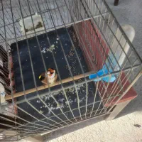 سهره جفتی تولک|پرنده|دماوند, دماوند|دیوار