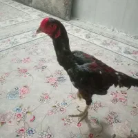 خروس لاری 7ماهه