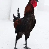 خروس