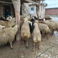 چند عدد بره پوشی