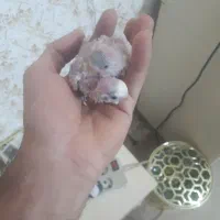 جوجه مرغ عشق