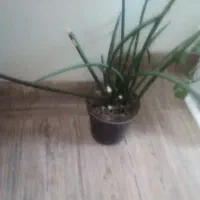 گلدان طبیعی|گل و گیاه طبیعی|خسروشاه, |دیوار