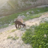 بز بیگ لری|حیوانات مزرعه|مسجد سلیمان, |دیوار