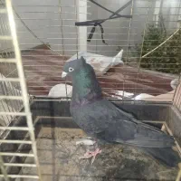 زاغ بمی|حیوانات|بم, |دیوار