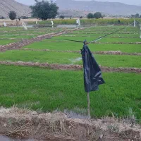 نشاشلتوک