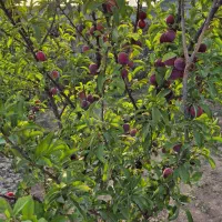 570 متر باغ میوه فشند ،درختان مثمر، آلاچیق|فروش زمین و ملک کلنگی|هشتگرد, فشند|دیوار