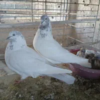 کبوتر پرشی|پرنده|عقدا, |دیوار