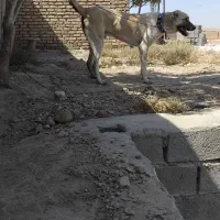 سلام سگ گله درشت