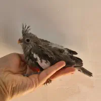 عروس هلندی سرلاکی نزدیک دان خور|پرنده|میناب, |دیوار