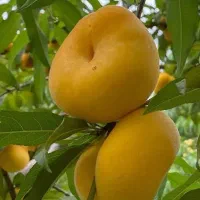 فروش نهال انجیر عسلی|خدمات باغبانی و درختکاری|جاجرود, |دیوار