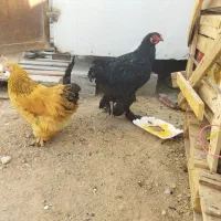 مرغ وخروس برهما|حیوانات مزرعه|شیراز, جمال آباد|دیوار
