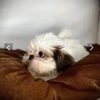 توله شیتزو سوپر فلت .