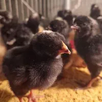 جوجه مرغ تخمگذار پلیموت راک امریکایی