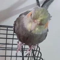 فروش ۵عدد عروس