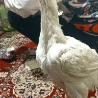 جوجه ای ۵ماه لاری