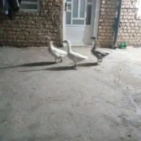 سه عدد غاز به فروش می‌رسد چاق وچله