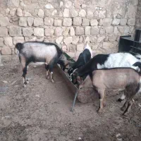 بز و نربز|حیوانات مزرعه|اندیمشک, |دیوار