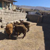 بره ماده|حیوانات مزرعه|بیرانوند, |دیوار