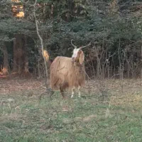 بز ماده باردار