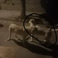 سگ پژدر