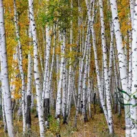 نهال صنوبر و کبوده