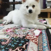 سگ پامر|سگ|کرج, کمال‌شهر|دیوار