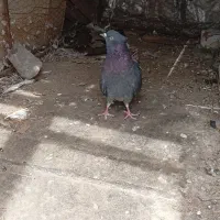 یک زاغ دم سفید نر کلاه ای معاوضه باطوقی