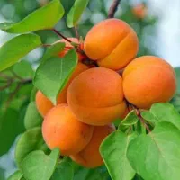 نهالستان پسته و ارقام متنوع میوه های پربار.|خدمات باغبانی و درختکاری|شال, |دیوار