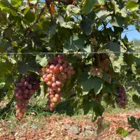 باغ و باغچه الوان بر جاده اصلی|فروش دفتر صنعتی، کشاورزی، تجاری|ارومیه, |دیوار