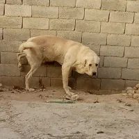 سگ پژدر|سگ|فشاپویه, |دیوار