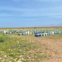 فروش زنبور عسل