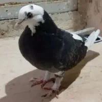 این کبوتر ها گمشده مژدگانی دارد
