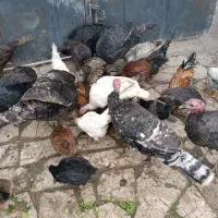 نرو ماده بقلمون|حیوانات مزرعه|مشهد, توس (بلوار توس)|دیوار