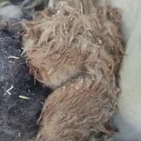 پشم  گوسفند خورموج