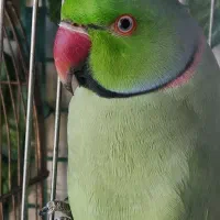 یک جفت ملنگو مولد|پرنده|تبریز, |دیوار