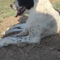 ماده سگ الابای