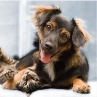 اصلاح و آموزش اصلاح حیوانات|لوازم جانبی حیوانات|کرج, عظیمیه|دیوار