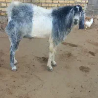 نر بز پاکستانی کهل  دو ساله بشرط پرش دو قلو زا|حیوانات مزرعه|شیروان (خراسان), |دیوار