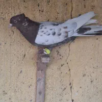 چند تاکفتر فروشی|پرنده|فریمان, |دیوار