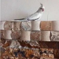 ایزابلا بازیگوش سرحال