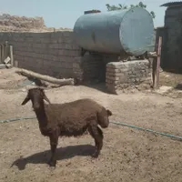 بره قوچی هترو|حیوانات مزرعه|چناران, |دیوار