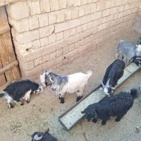 گوساله، گاو، بزغاله|حیوانات مزرعه|اردل, |دیوار