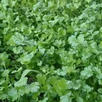 سبزی قرمه مادر