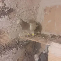 زرد هفترنگ خطی پرنده|پرنده|قزوین, |دیوار